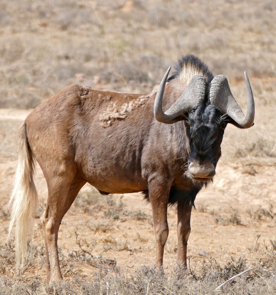 wild wildebeest safaris prices